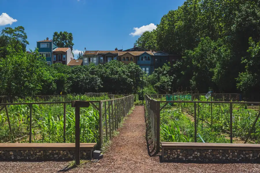 Community garden crop beds along a gravel path with city houses in the background