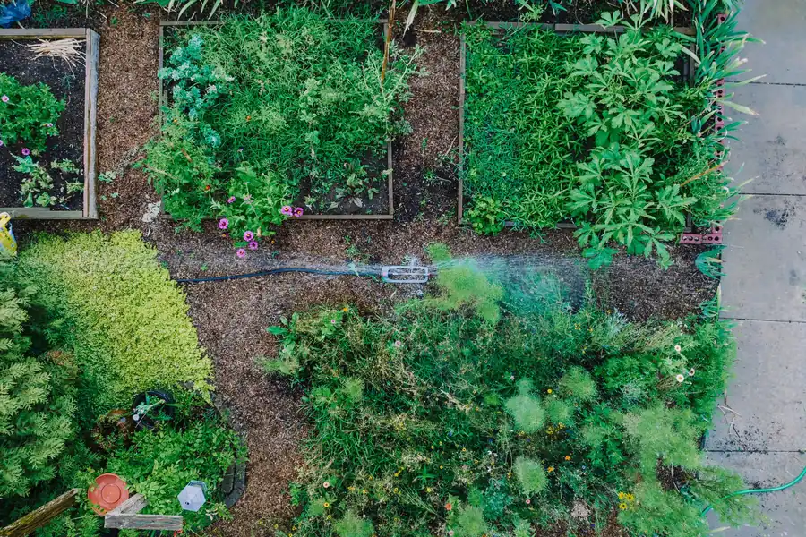 Overhead view of raised garden beds with vegetables and herbs beside a sidewalk