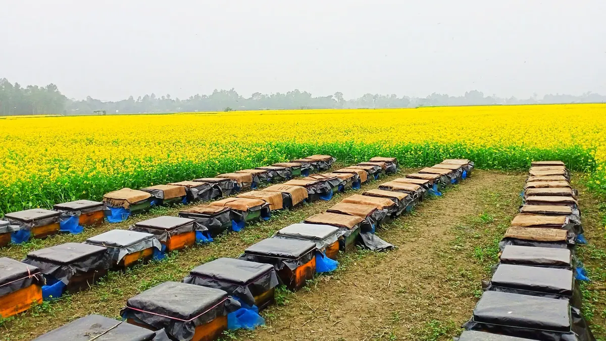 Rows of beehive boxes in a field of yellow flowers