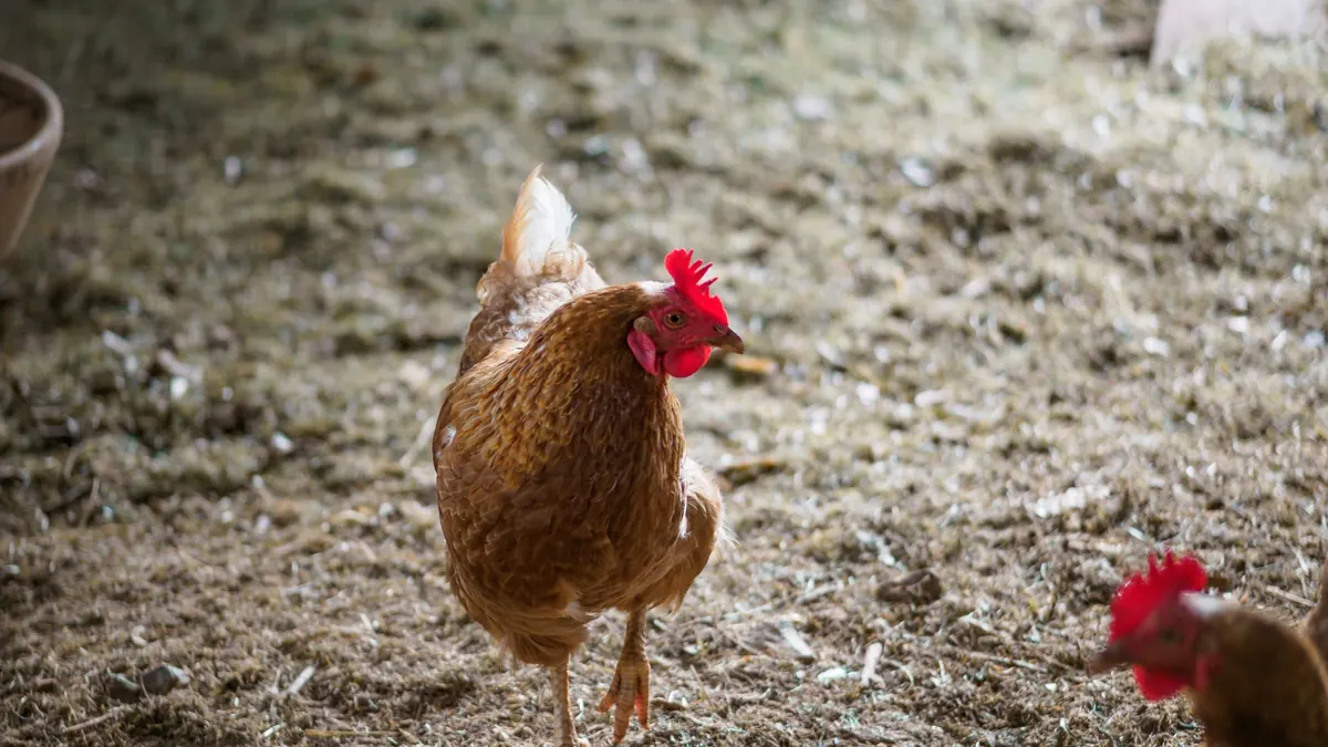 A brown hen standing on straw bedding in a coop run
