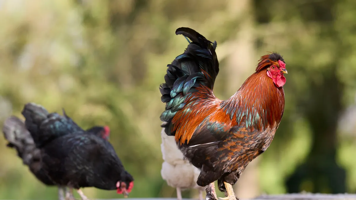 A rooster and two hens pecking in a farmyard