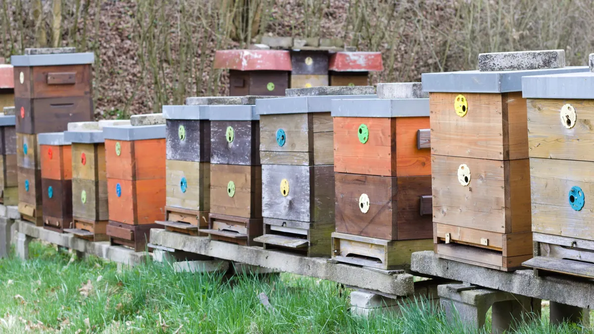 A row of painted wooden beehives at the edge of woods