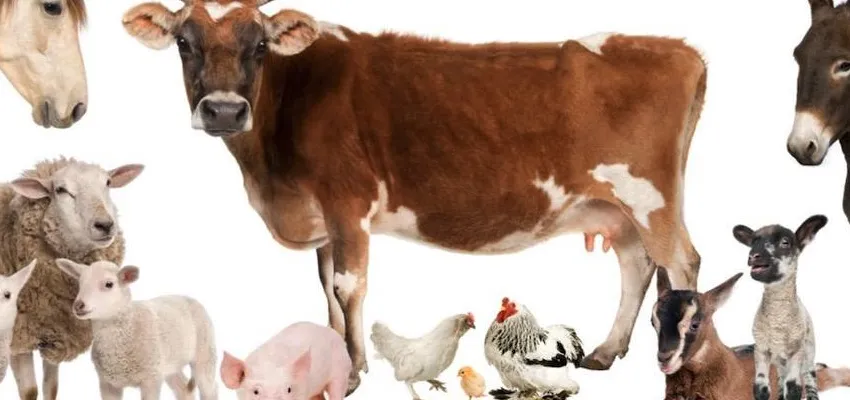 Farm animals including a cow, sheep, goat, pig and chickens on a white background