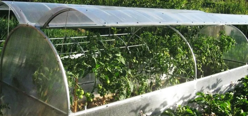 Hoop house with tomato plants growing under a clear plastic cover