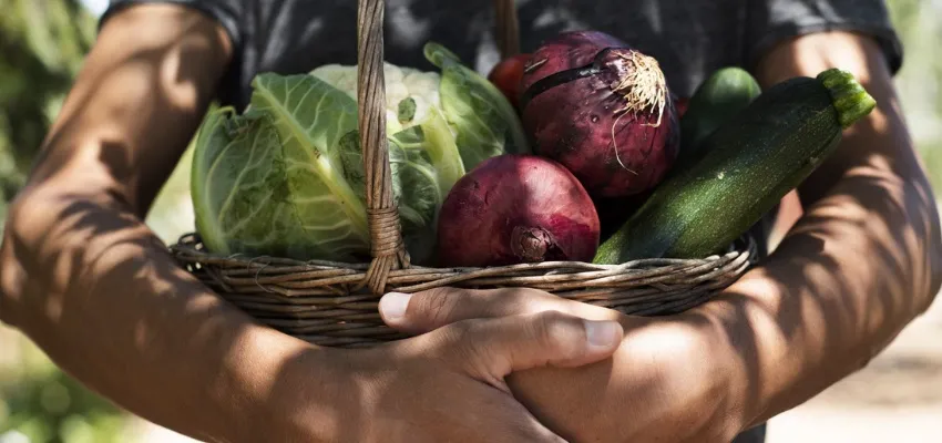 Hands holding a basket of red onions, cabbage and zucchini