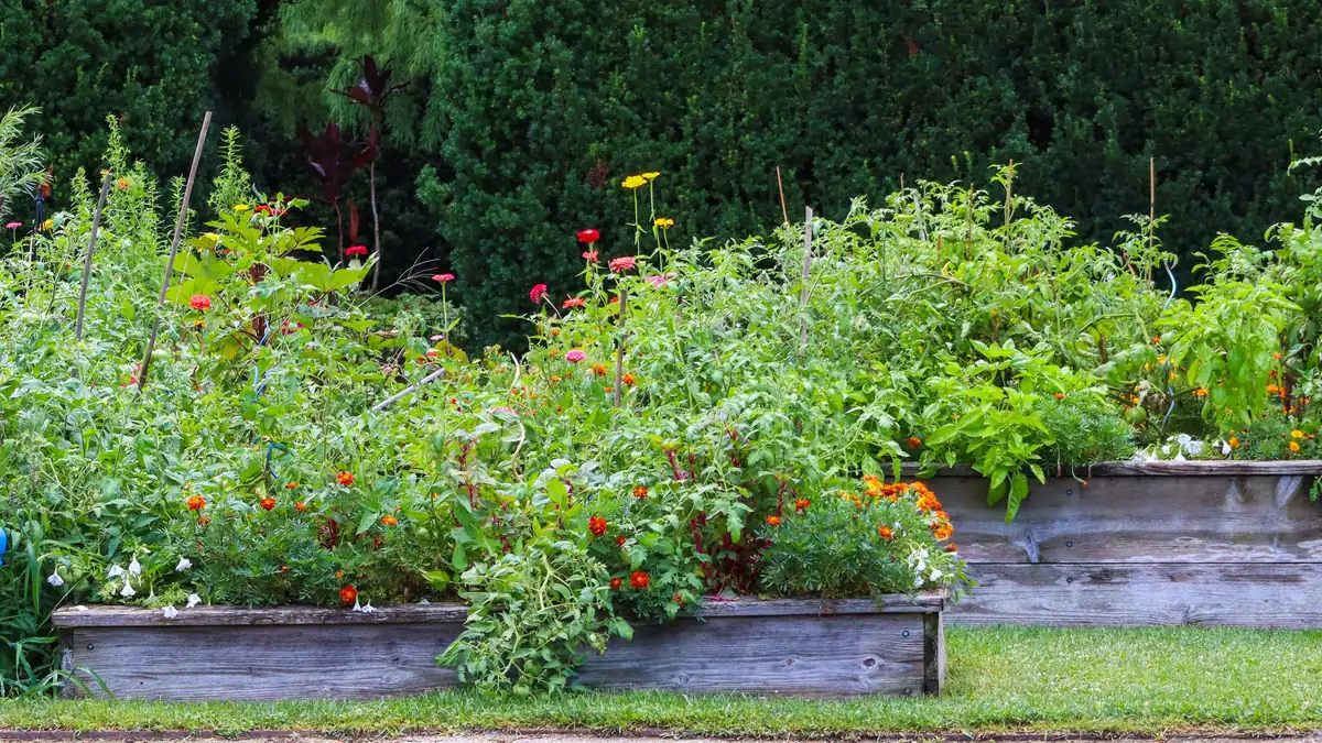 Wooden raised garden beds full of vegetables and flowers in a yard