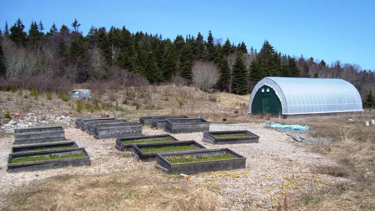Wooden raised beds on wood chips beside a polytunnel