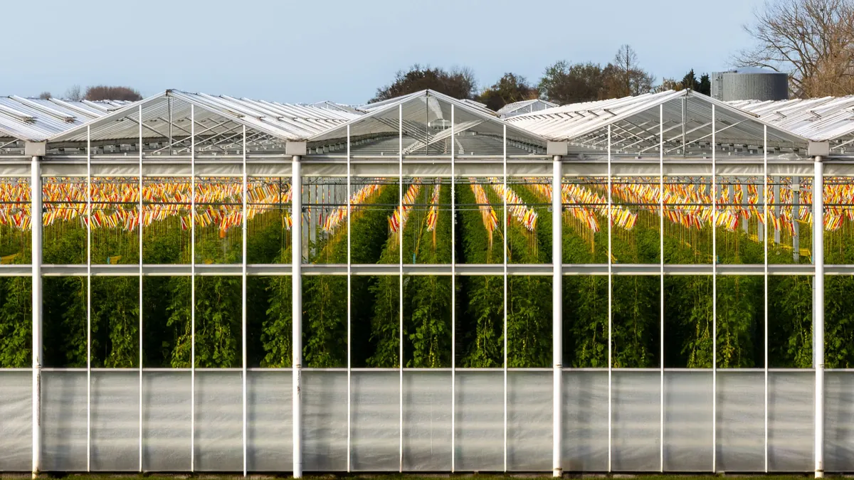 Glass greenhouse with rows of tomato plants seen from outside