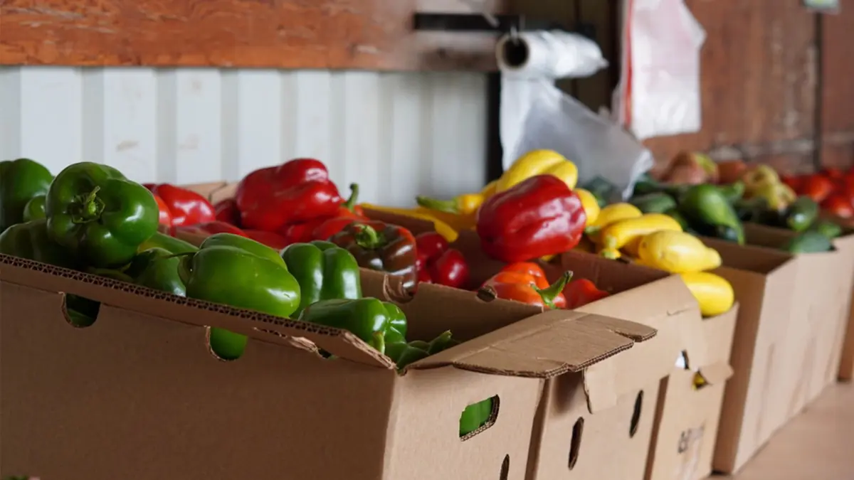 Cardboard boxes of green, red and yellow peppers on a stand