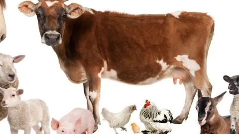 Farm animals including a cow, sheep and chickens