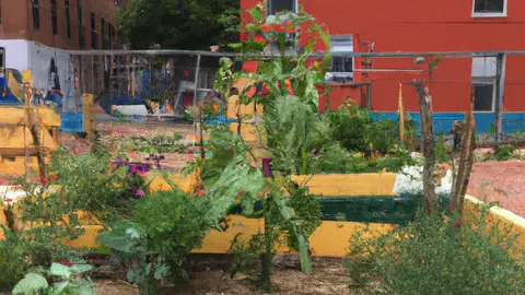 Raised vegetable beds in an urban community garden