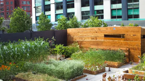 Raised-bed urban garden beside city buildings