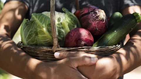 Hands holding a basket of fresh vegetables
