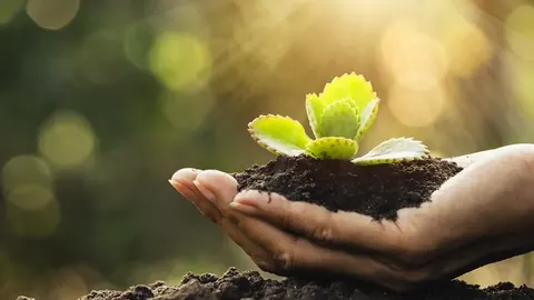 Hand holding a seedling in soil