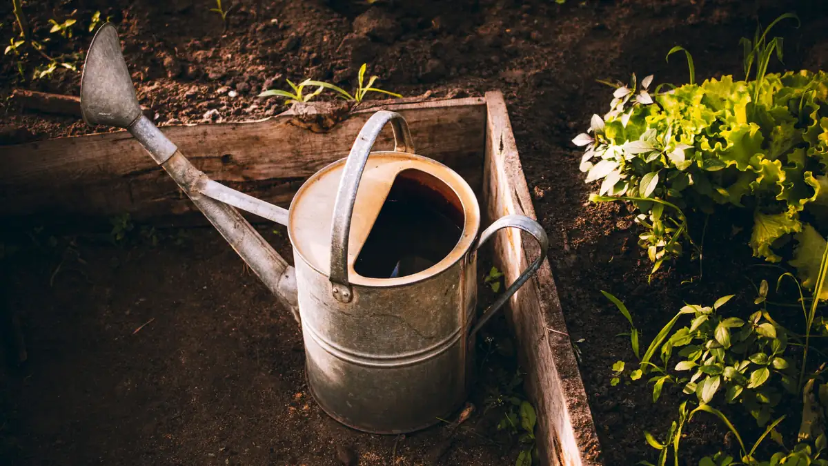 Metal watering can resting in a wooden raised bed with lettuce and young plants