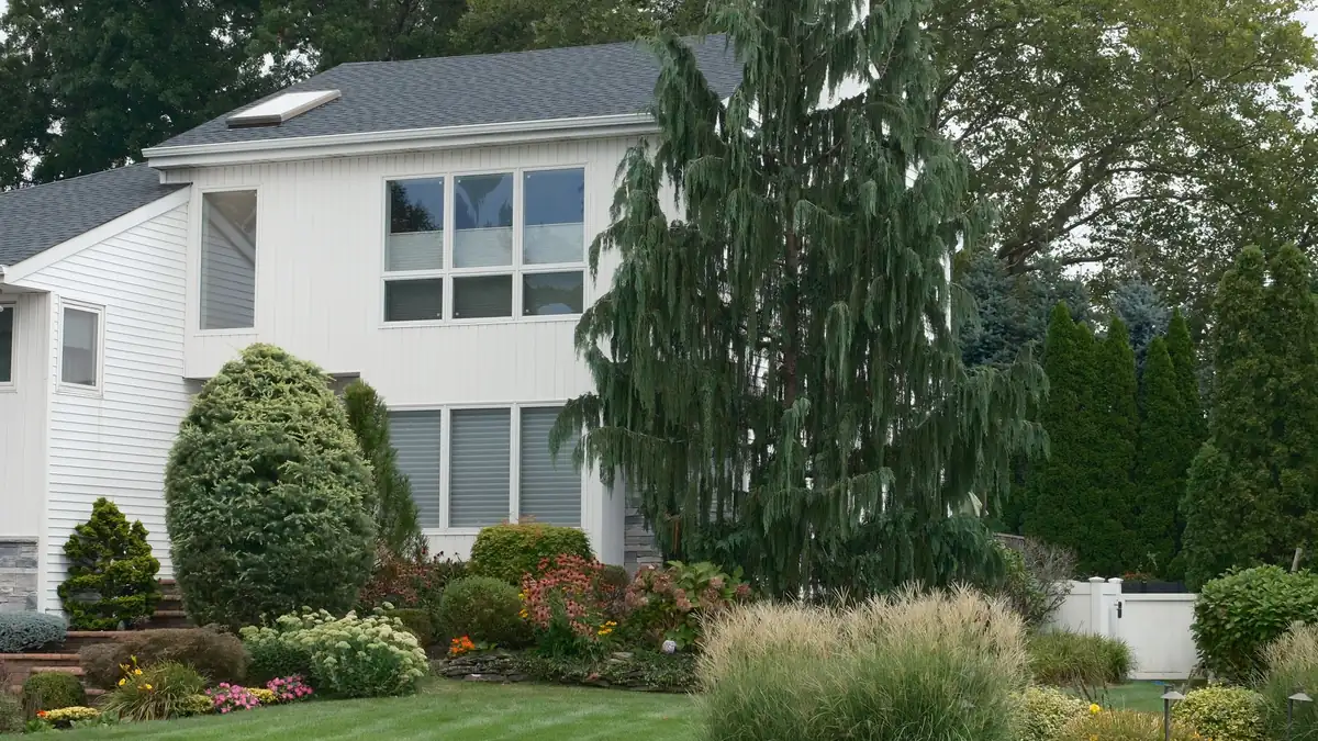 White suburban house with a manicured lawn, ornamental grasses and flowering shrubs in the front yard