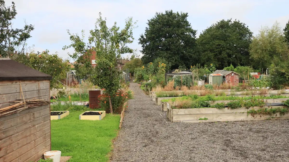 Gravel path between raised beds, sheds and trees in a community garden