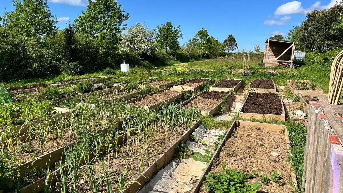 Rows of wooden raised beds with garlic and vegetables on a sunny slope