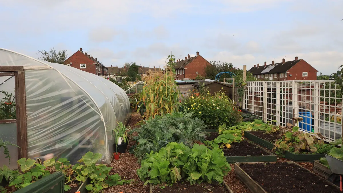 Community garden beds and a polytunnel with houses in the background