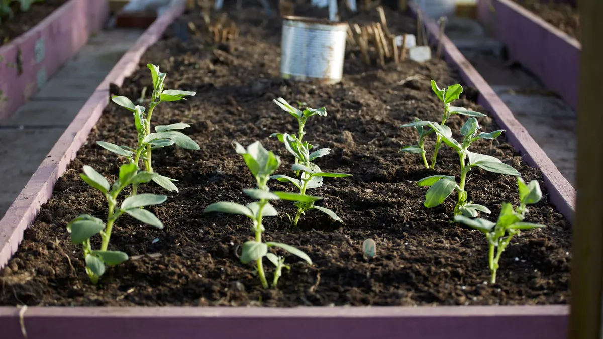 Young bean seedlings in a raised bed with purple wooden sides