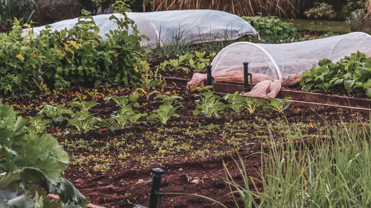 Vegetable beds with row covers and young plants