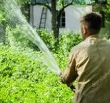 Man spraying water on garden plants, seen from behind