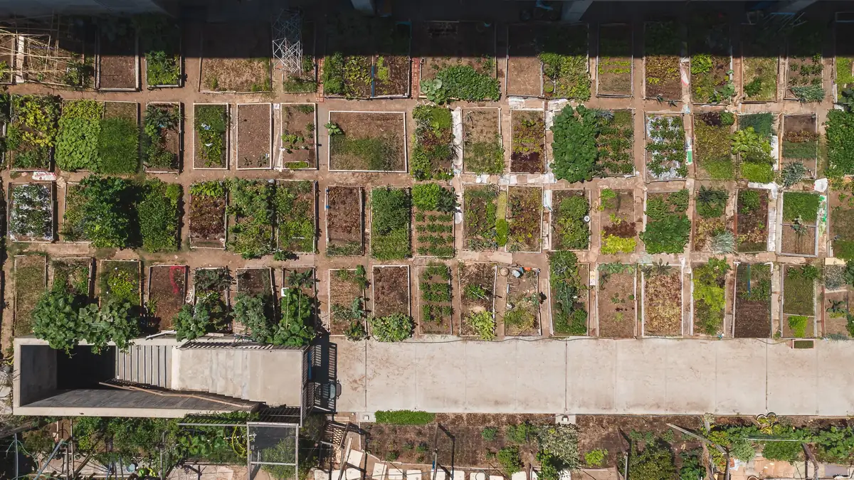 Aerial view of a community garden divided into many small planting plots with paths between them