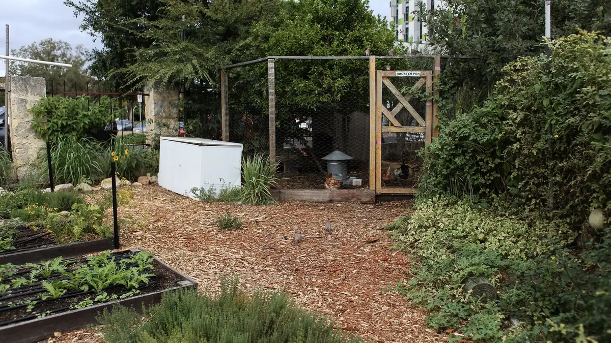 Backyard vegetable beds on a wood-chip path leading to a fenced chicken coop