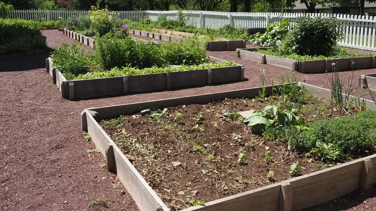 Wooden raised beds with vegetables along a gravel path in a community garden behind a white picket fence