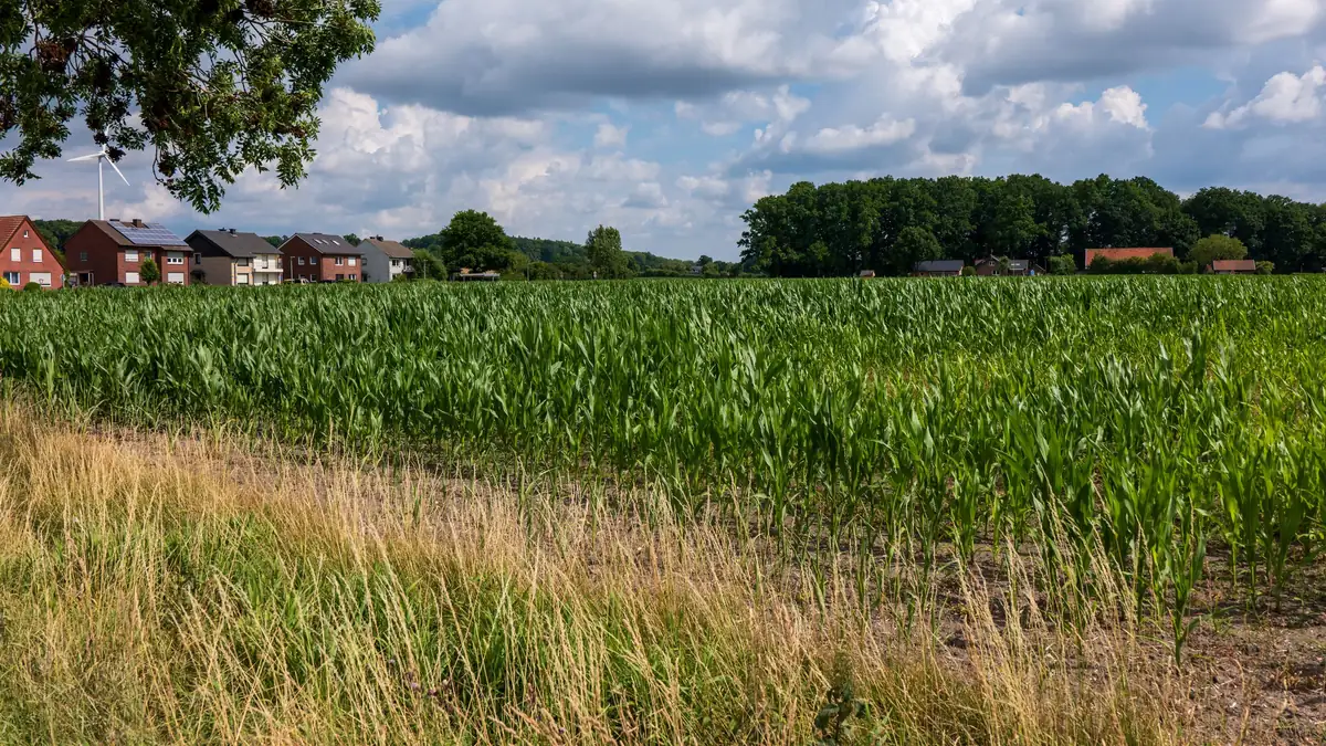 Green cornfield at the edge of a row of houses under a cloudy sky