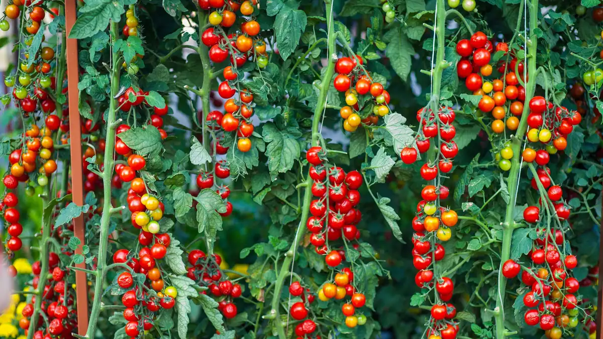 Cherry tomato vines heavy with red and yellow fruit growing on stakes