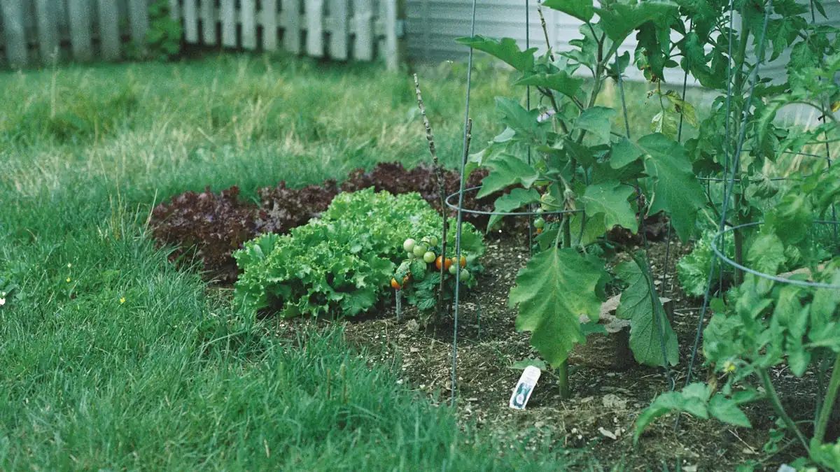 Lettuce, tomatoes and young plants in a small vegetable bed on a lawn beside a white picket fence