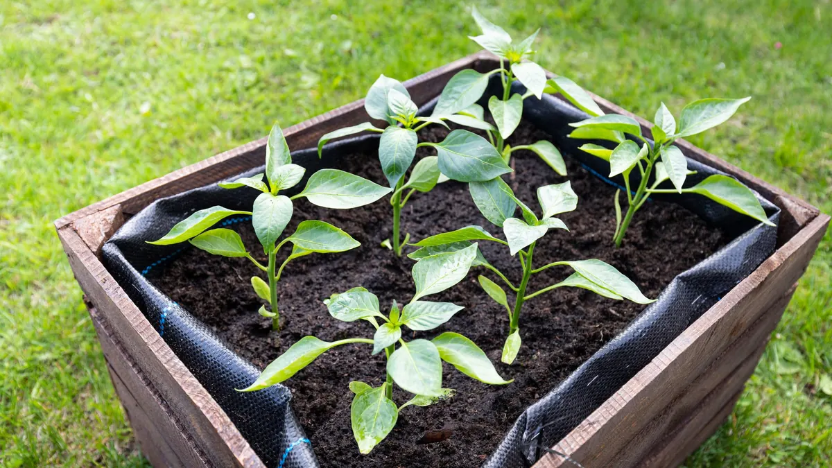 Pepper seedlings in a wooden raised box lined with black fabric
