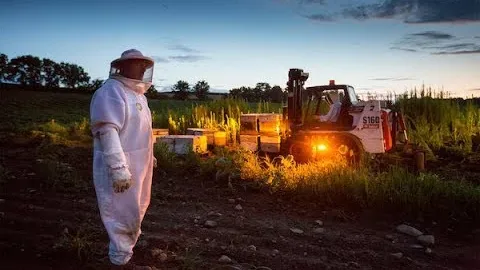 Video preview: beekeeper in a protective suit standing in a field at dusk