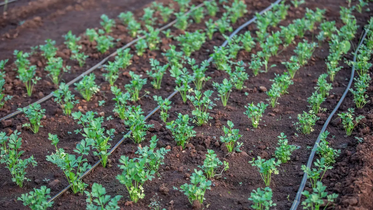 Rows of young vegetable plants with drip irrigation lines