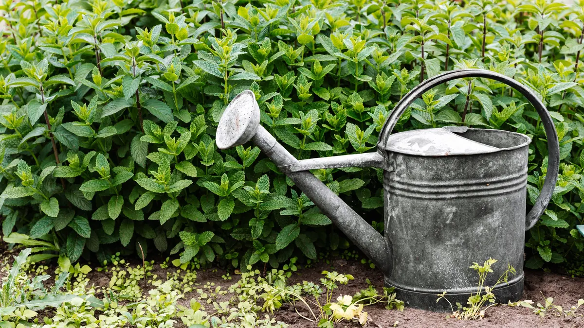 A gray metal watering can beside green plants