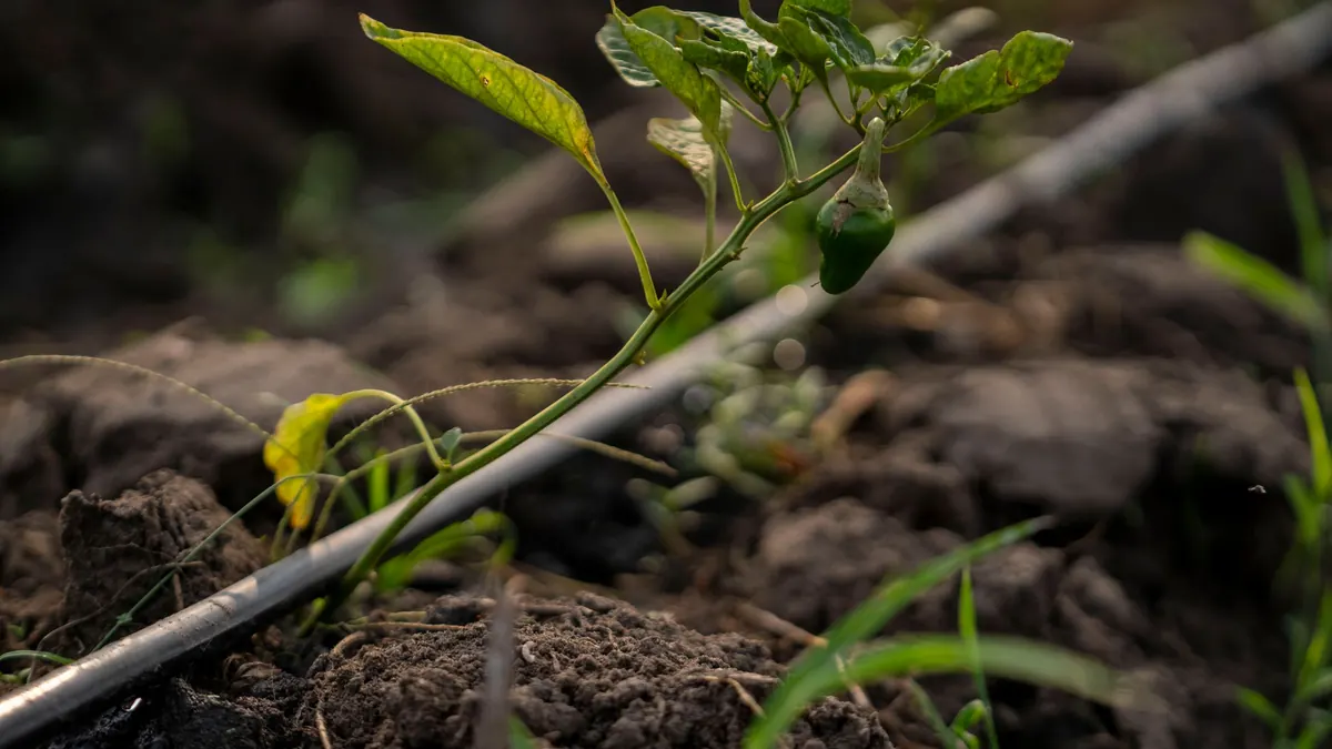 A young pepper plant beside a drip line