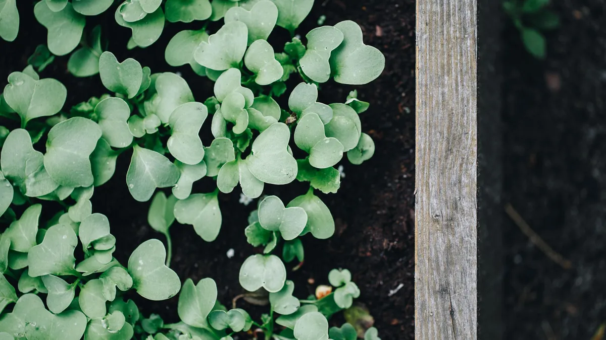 Young green seedlings in a raised bed with a weathered wooden edge